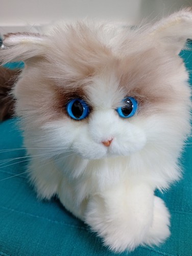 Chongker realistic fluffy cat - realistic,